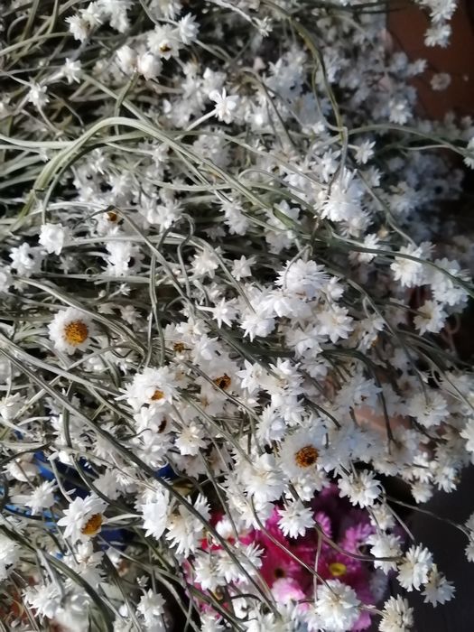 Продам сухоцвіти для творчості