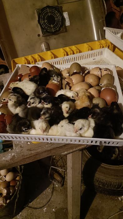 Pintos Nascidos de Ovos Várias Cores