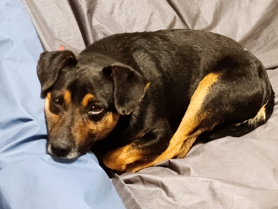 Маленький хатній собачка