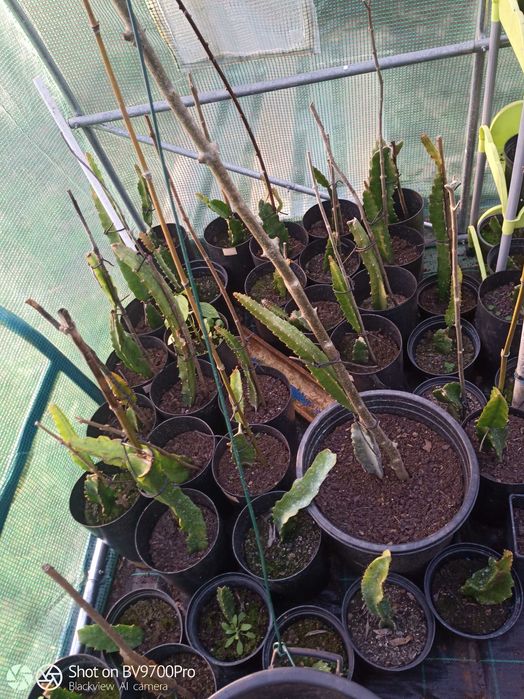 Pitayas mudas estacas