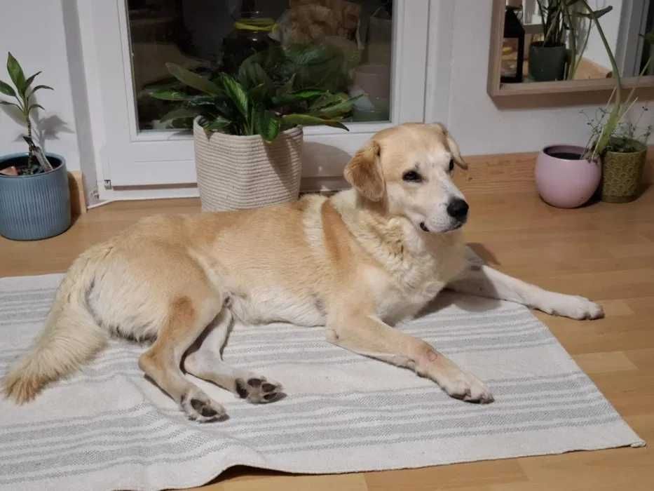 Imbir, pies w typie labradora szuka domu!