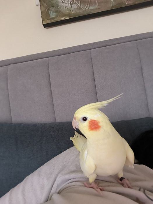 Caturra Lutina macho