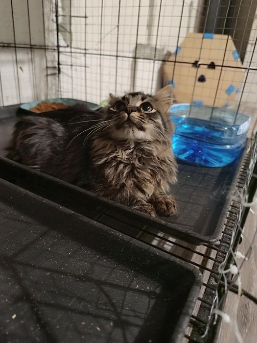 Шикарные котята  бесплатно