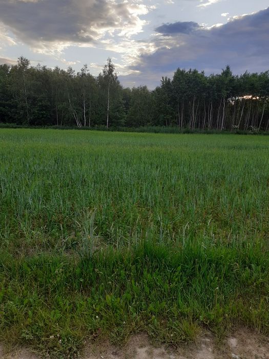 Działka budowlana 2200m² - Widok 3