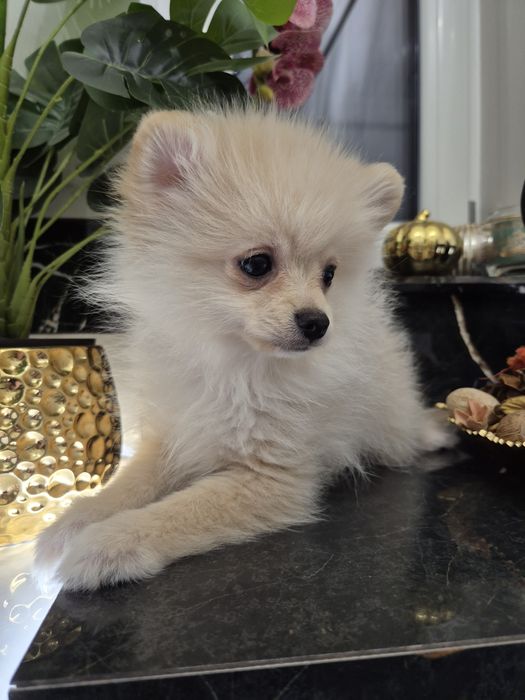 Szpic miniaturowy piesek 14