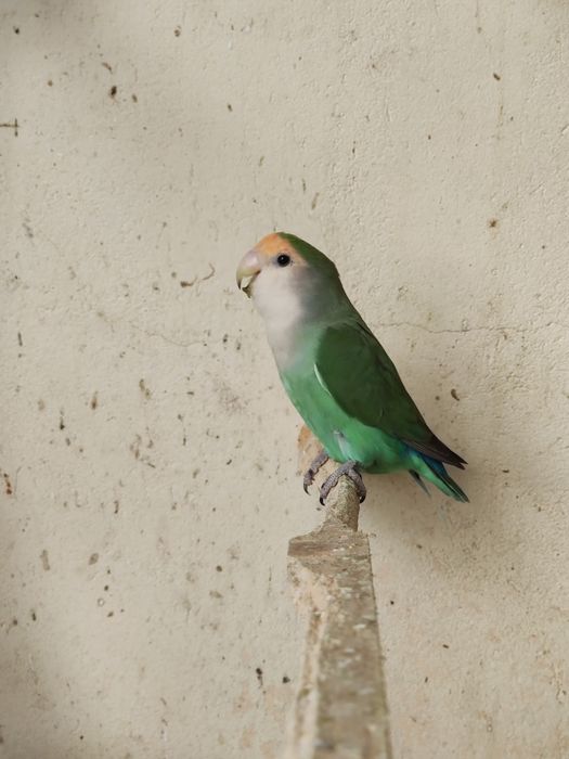 Vendo casal de agapórnis