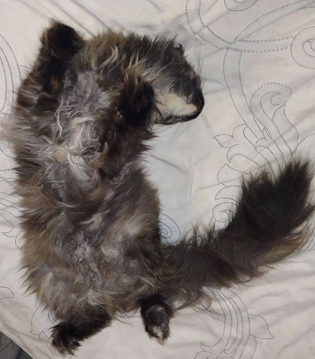 Мейн-кун,кошка, чёрная черепаха(трехцветная). 1год