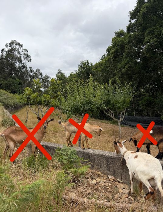 Cabras - Excelentes para Limpeza de Terrenos e Criação (Lote ou Unidade)