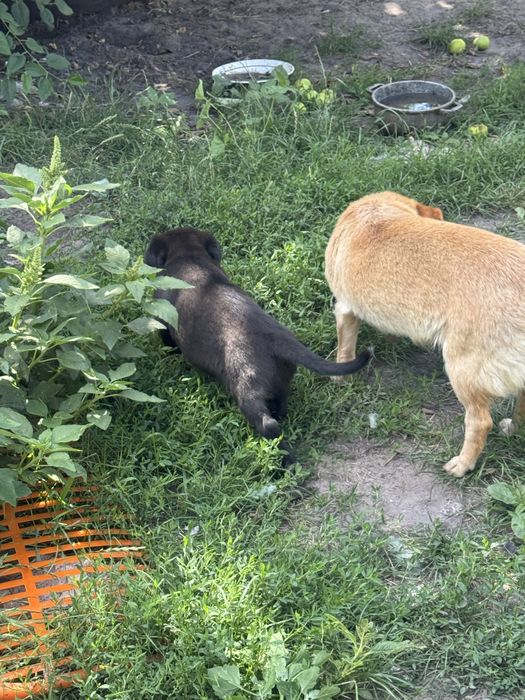 віддам цуценят маленьких в добрі руки