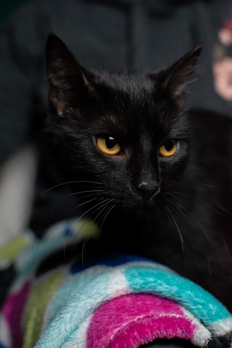 Czarny, puszysty, bardzo proludzki kocurek do adopcji za darmo