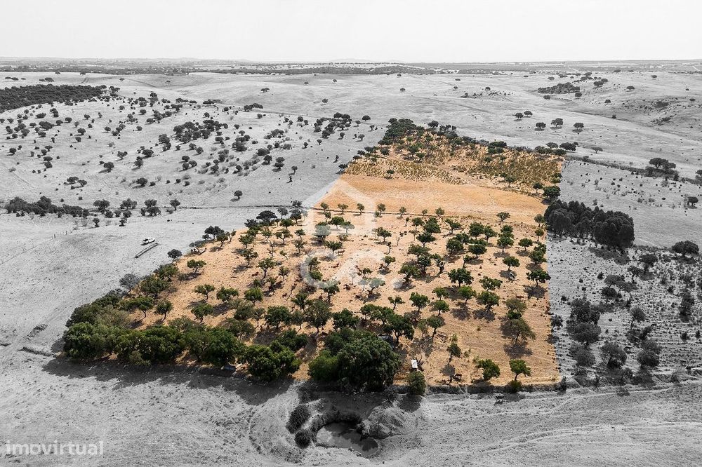 Terreno Rústico de 3,825 ha c/ Sobral | Reguengos de Monsaraz, Évora