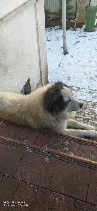 пропоную для  вязки Піренейську гірську вівчарку