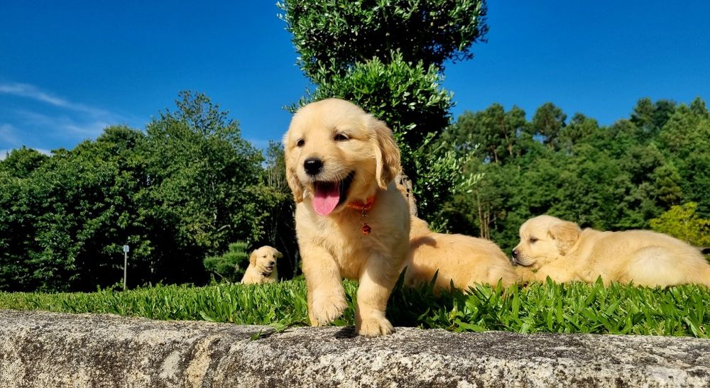 Golden Retriever com LOP e Afixo
