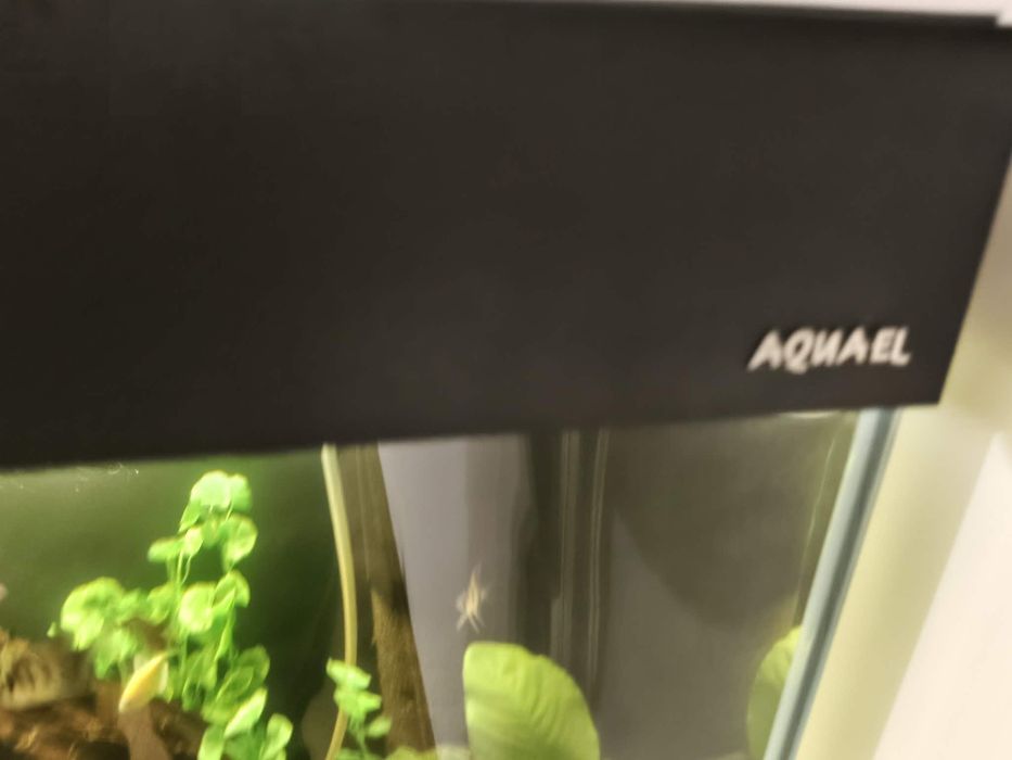 Akwarium Aquael OptiSet 125z  Wyposażenie i rybkami