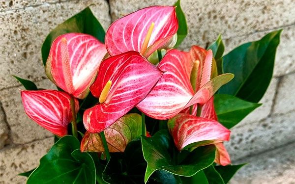 Антуриум сорт Ливиум