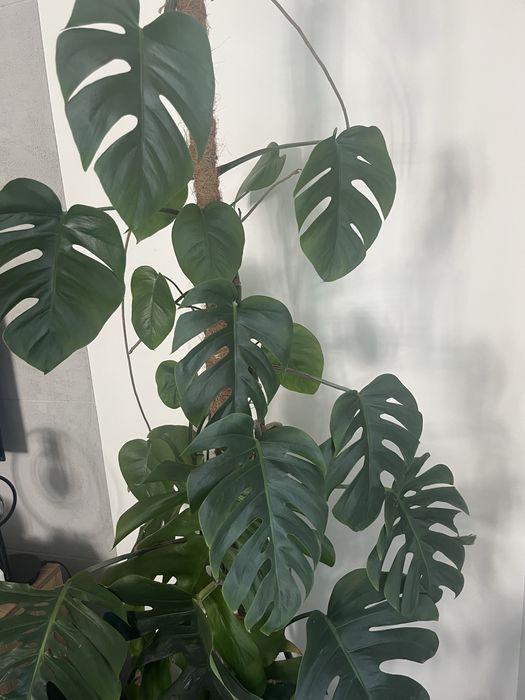 Monstera Deliciosa