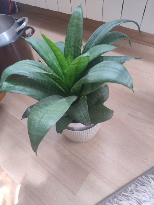 Sansevieria kwiat doniczkowy