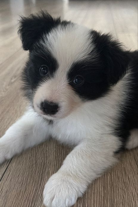 Border collie dziewczynka suczka czarno biala FCI ZKWP