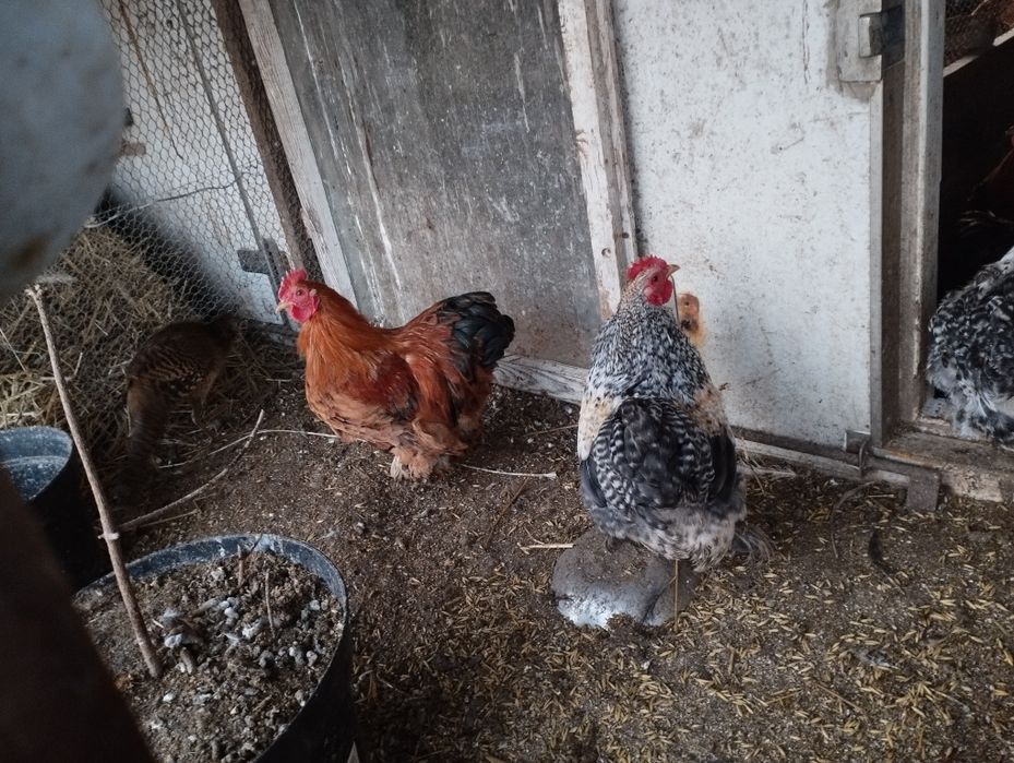 Sprzedam kogutki kochin miniaturka