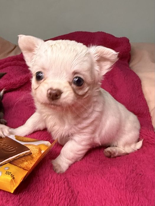 Білосніжна МІНІ красунечка чихуа