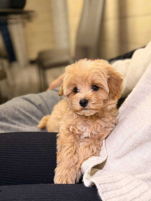 Мальтипу Ф1/Ф2 (міні та мікро) Мальтипу baby face