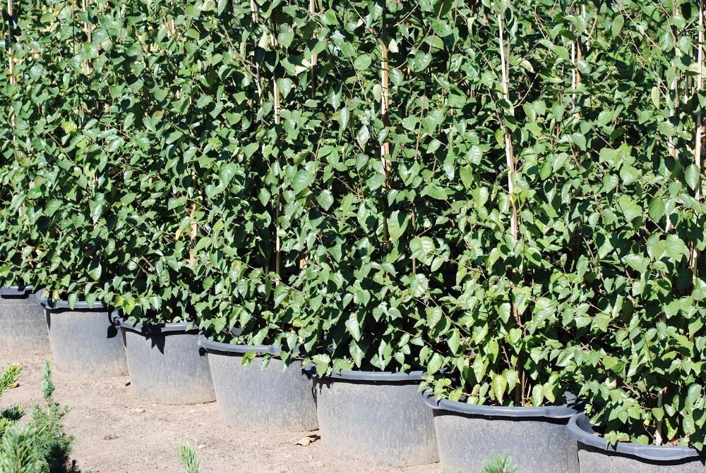 Brzoza Doorenbos Czysto Biała Korowina Idealnie Biała 300cm