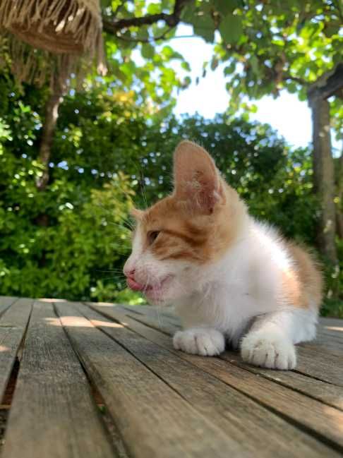 gato bebé 2 meses adoçao amarelo