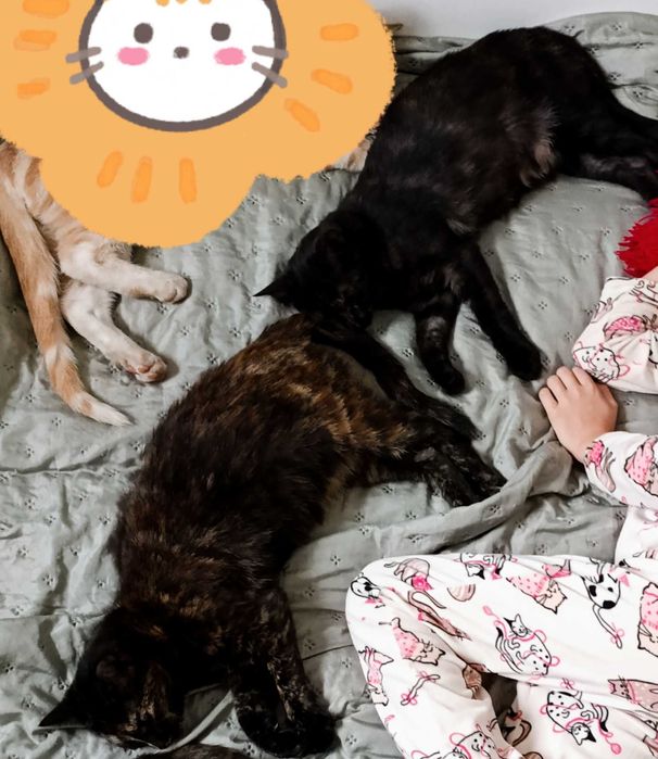 Oddam dwie łowne kotki na wieś