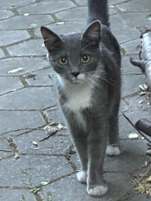 Приблудилась кошечка ,район Глинки