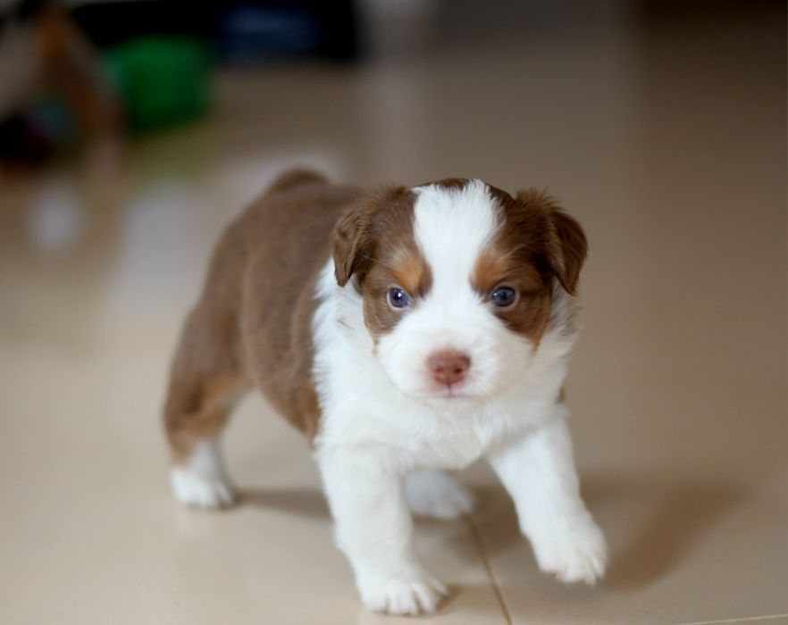 Amerykański Owczarek Miniaturowy suczka NBT