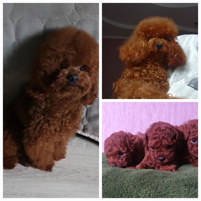 Той пудель Китай!