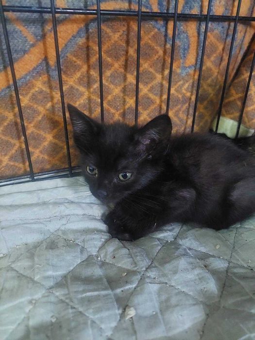 Gatos para adoção