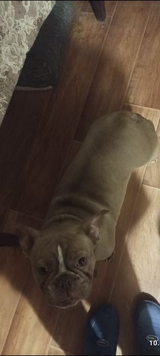 Французский бульдог бесплатно