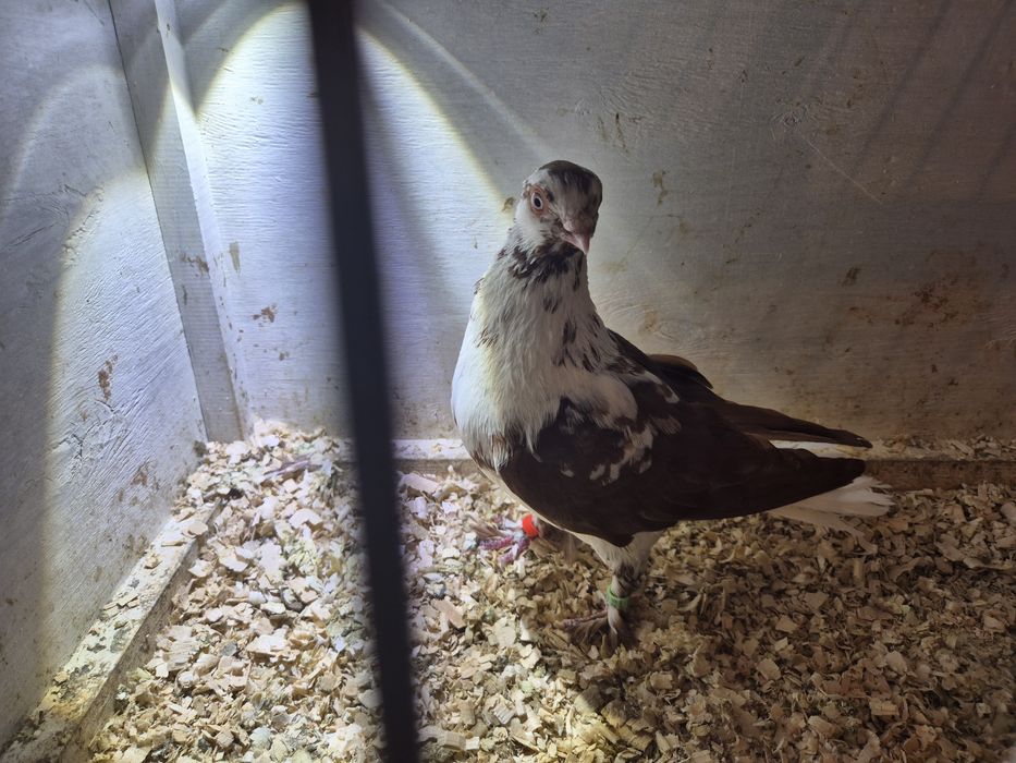 Berlin czerwony -samiec