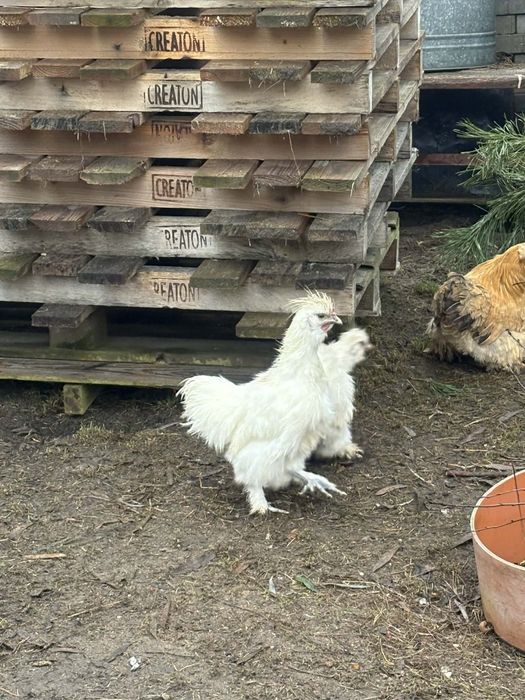 Kury silki stadko 6 sztuk