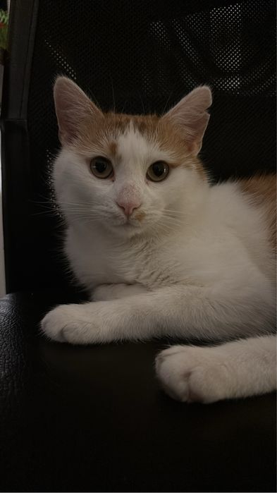 Maślaczek szuka dobrego domu