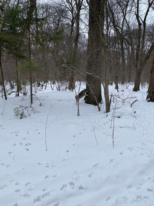Продам лайку ЗСЛ