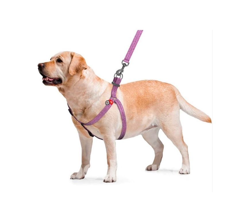 Шлея WauDog Re-cotton с QR-