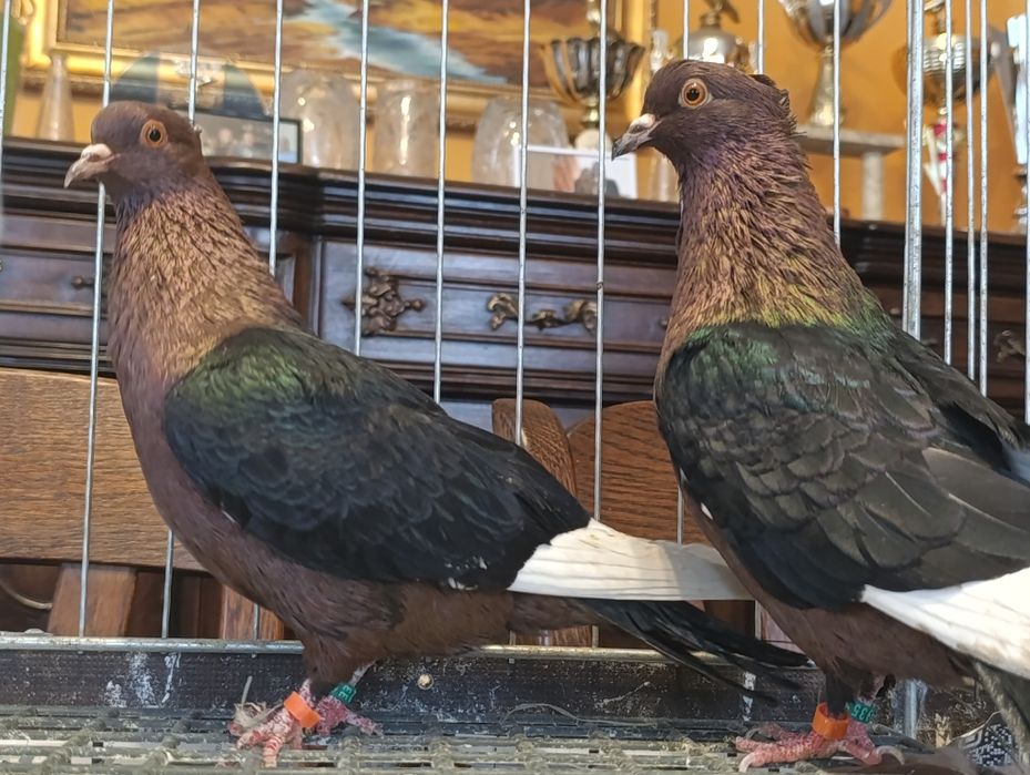 Gil, Gile miedziane, wysyłam, gołębie ozdobne