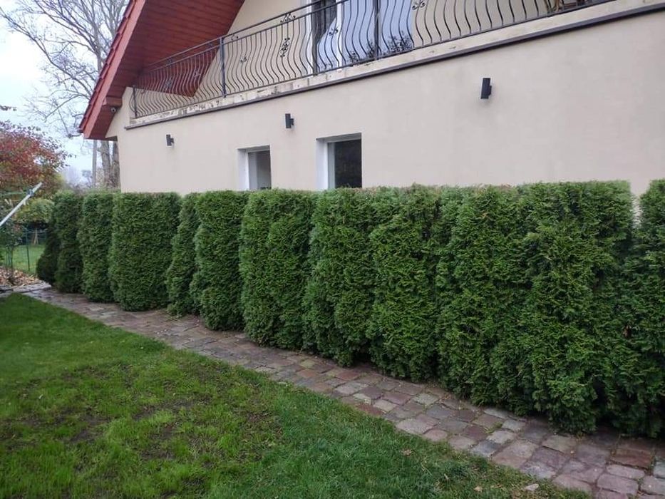 Przycinanie drzew,Przycinanie żywopłotów, utylizacja gałęzi, Koszenie