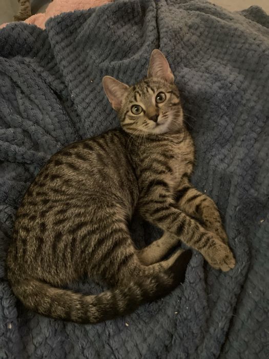 Śliczna parka burych kociaków szuka wspólnego domu