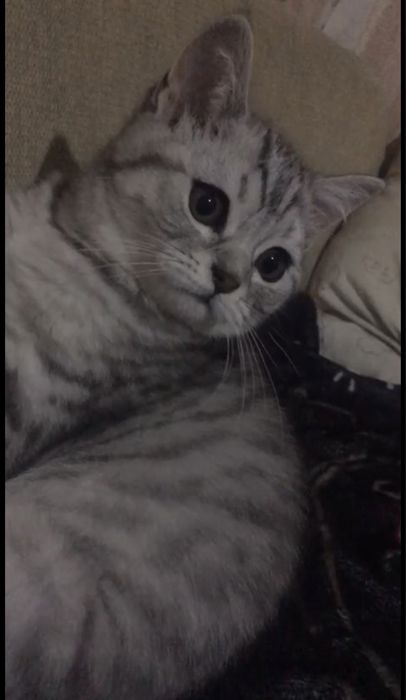 Кошеня  шотландець дівчинка. Скоттіш страйт (прямовушка)