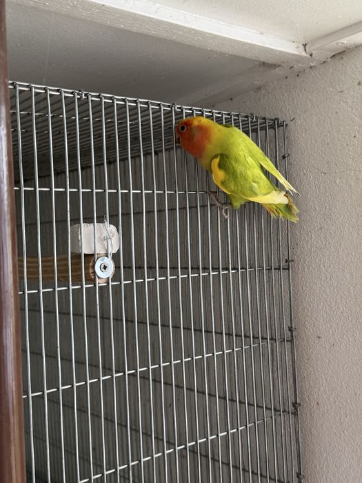 Agapornis roseicollis