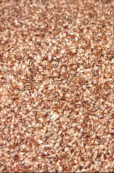 Насіння Сосна, Ялиця, Модрина