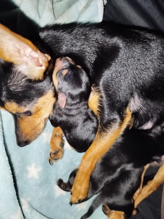 Pińczerki miniaturowe