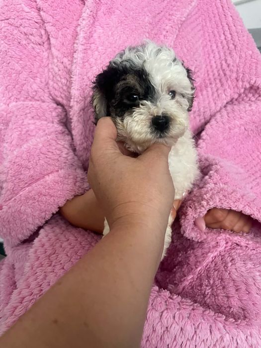 Cukierkowa miniaturowa sunia Maltipoo szuka domku Odchowana Wyprawka