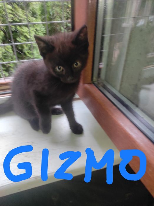 Do adopcji 9 miesięczne kociaki.