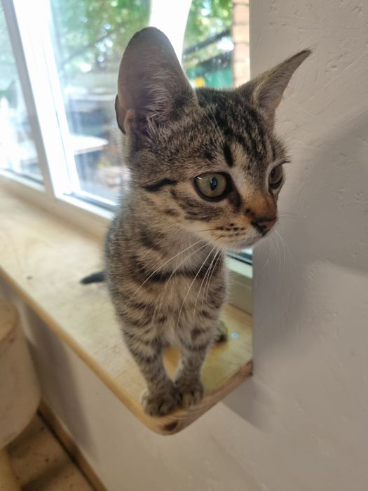 Malutki  kocurek Józio do adopcji