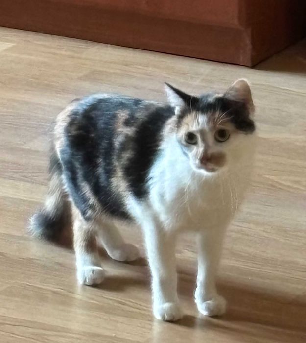 Знайшлася триколірна киця