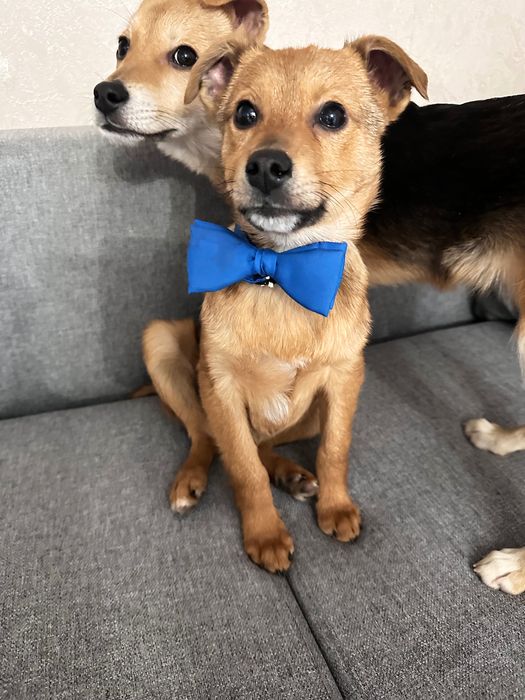 Цуценя вакциноване, є ветпаспорт.